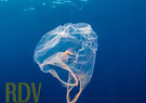SPECTACLE : 20 000 lieus sous les mers