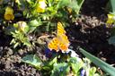 Papillon
