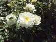 Rose blanche